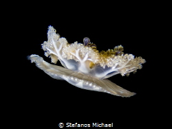 Upside-down Jellyfish - Cassiopea andromeda by Stefanos Michael 